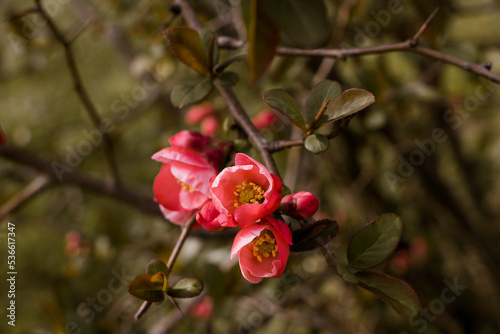 Cherrry Blossom Flower background photo