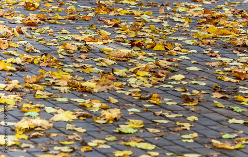 fallen maple leaves on the asphalt