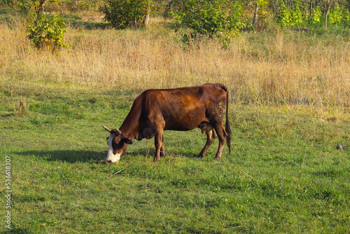 milk cow on a green grassy meadow