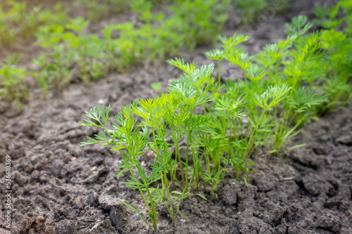 Carrot seedlings growing in soil, young carrot sprouts outdoor close-up.