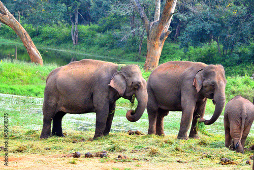 beautiful indian elephants in jangle