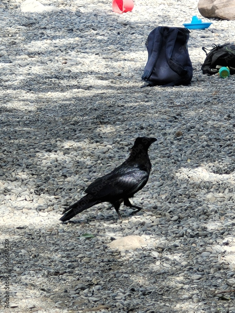 Obraz premium raven on the beach