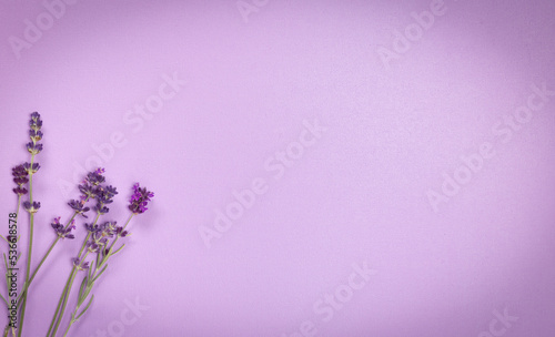 finely textured shiny lavender color background with lavender stems with vignette