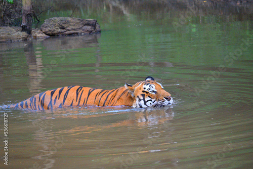 Tigers spotted in the water lake