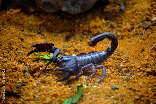 scorpions spotted in the zoo