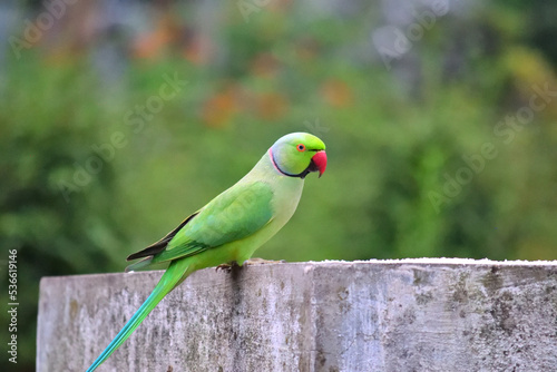 Beautiful Parrot red peak spotted in garden photo