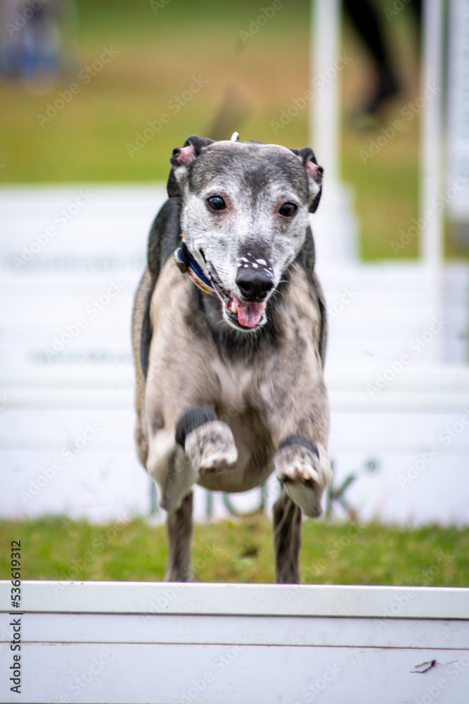 Flyball