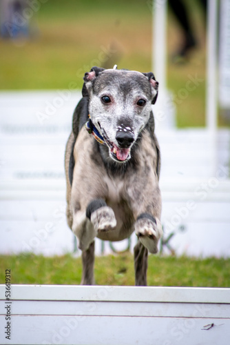 Obraz na płótnie Flyball w salonie