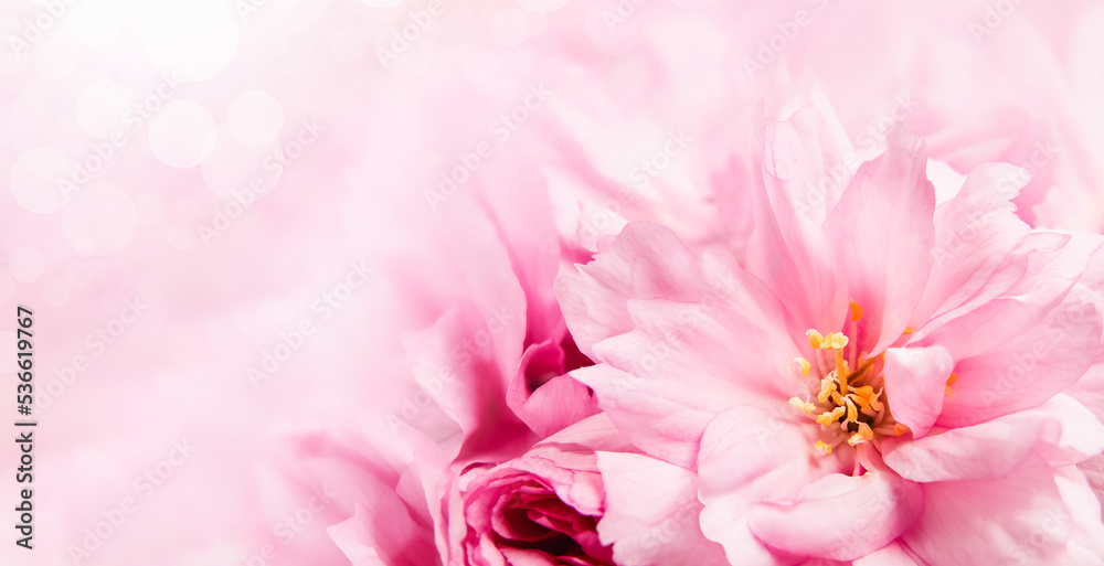 Cherry blossoms flat lay. Background texture for invitation cards such as weddings, parties or sakura spring decoration. Pink flowers from Kwanzan cherry tree. Selective focus with defocused pedals. Cherry blossoms flat lay. Background texture for invitation cards such as weddings, parties or sakura spring decoration. Pink flowers from Kwanzan cherry tree. Selective focus with defocused pedals.