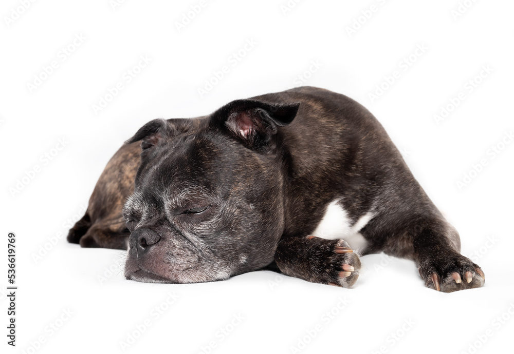 Small dog sleeping while lying sideways with head on ground. Full body of cute black and white senior dog napping on the floor. 9 years old female boston terrier pug mix. Selective focus. Isolated. Small dog sleeping while lying sideways with head on ground. Full body of cute black and white senior dog napping on the floor. 9 years old female boston terrier pug mix. Selective focus. Isolated.