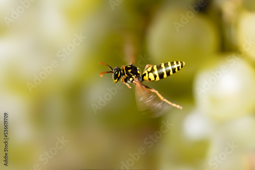 Close up of flying paper wasp against green blurred background, polistes dominula photo