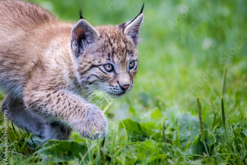 Young Hunter photo