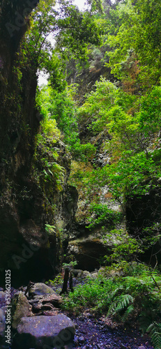 Los Tilos Forest on the island of La Palma  a place of indescribable beauty