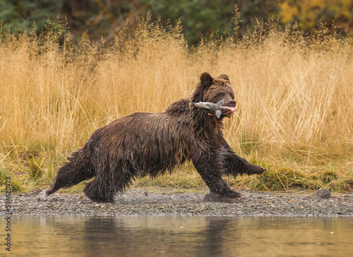 brown bear running in the river
