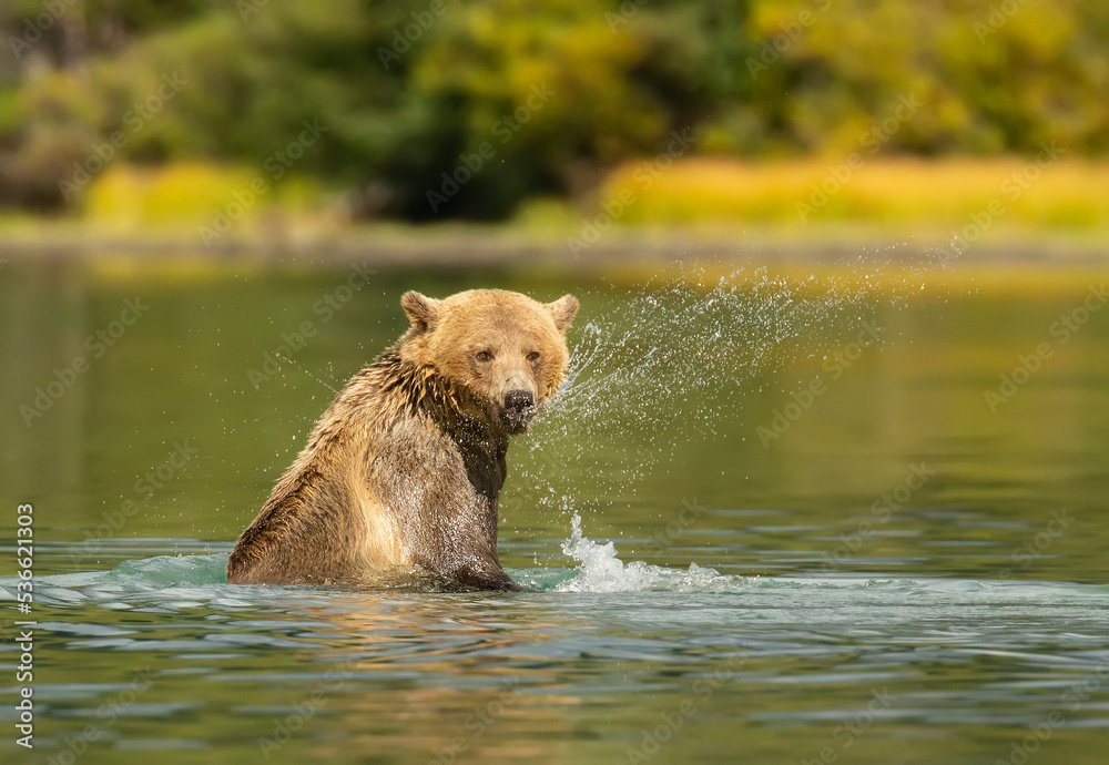 brown bear in water brown bear in water