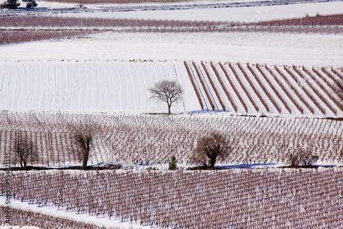 Vignes nature champs neige Languedoc Occitanie France paysage enneigé Hérault hiver arbres silhouettes ceps de vignes photo