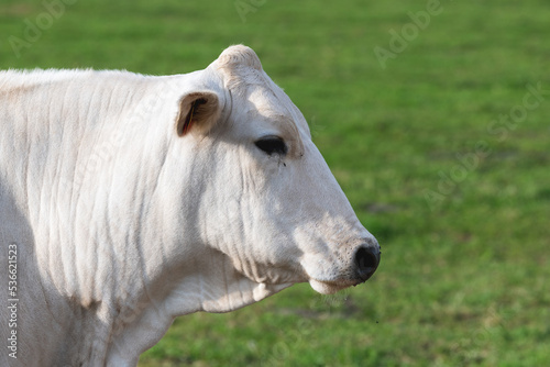 The Chianina a Italian breed of cattle  © Sonja Birkelbach