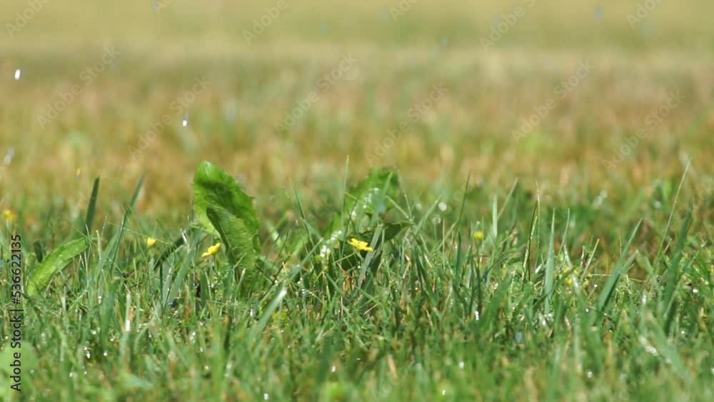 Green meadow with raindrops and bokeh background. Artificial rain and irrigation system for park zones. Water and evenly watered the plants on the lawn. rain Green meadow with raindrops and bokeh background. Artificial rain and irrigation system for park zones. Water and evenly watered the plants on the lawn. rain