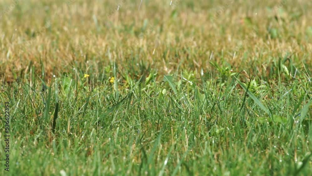 Green meadow with raindrops and bokeh background. Artificial rain and irrigation system for park zones. Water and evenly watered the plants on the lawn. rain Green meadow with raindrops and bokeh background. Artificial rain and irrigation system for park zones. Water and evenly watered the plants on the lawn. rain