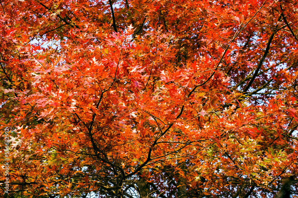 Beautiful autumn forest red oak tree with red and orange leaves during fall season