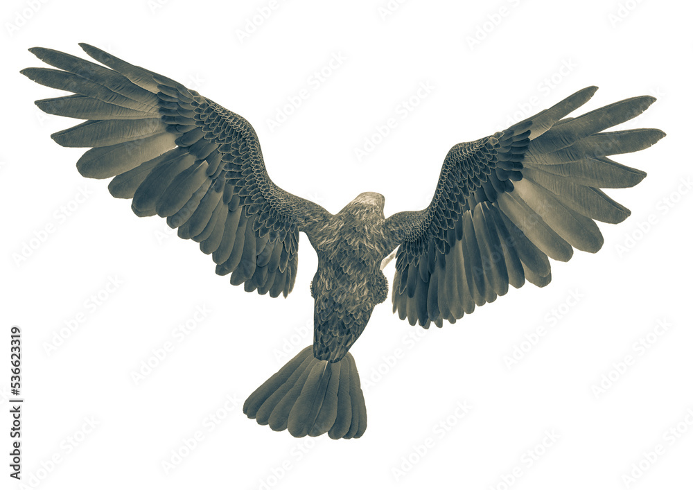 Fototapeta premium deepsea eagle attacking on white background top rear view