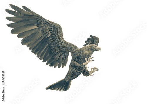 deepsea eagle attacking on white background © DM7