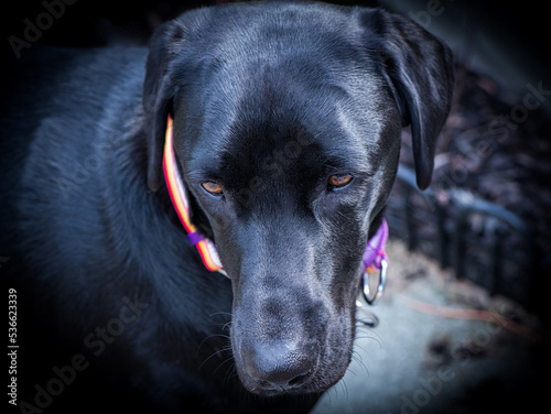Black Labrador