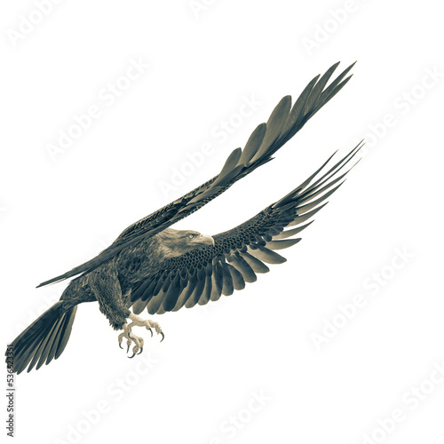 deepsea eagle landing on white background side view