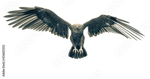 deepsea eagle landing on white background