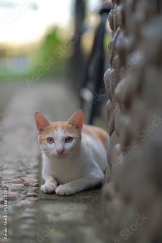 cat in the garden © Hoirul