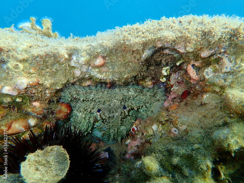 Fototapeta Naklejka Na Ścianę i Meble -  Common octopus (Octopus vulgaris) undersea, Aegean Sea, Greece, Halkidiki
