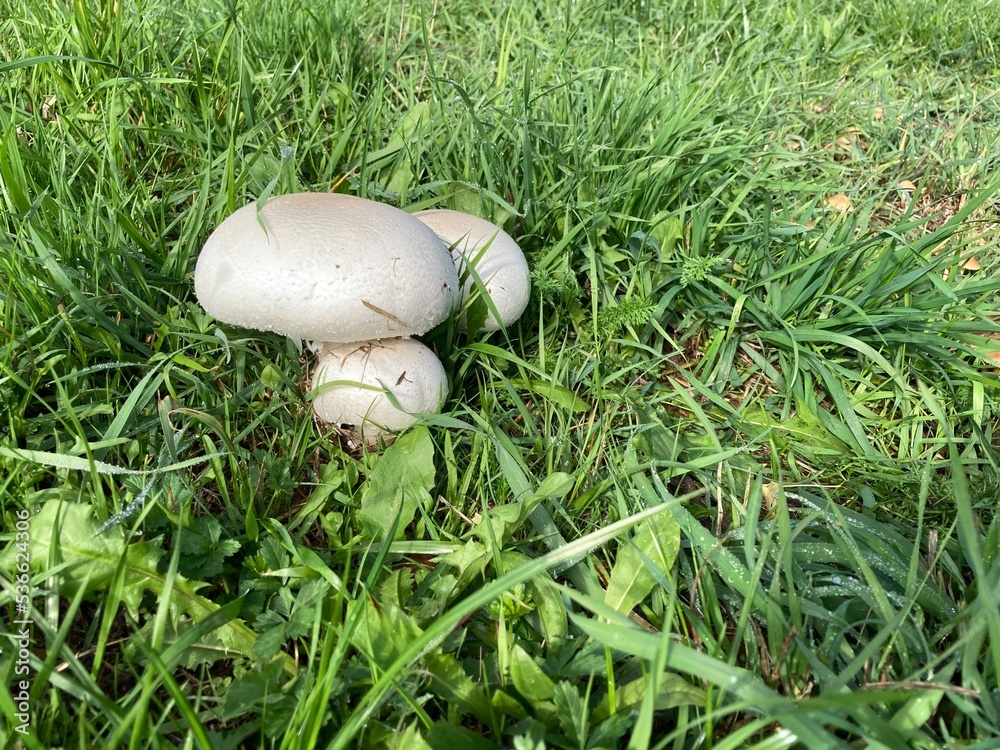 white mushrooms grow on the green meadow white mushrooms grow on the green meadow