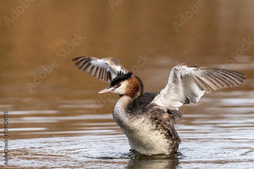 Shallow focus shot of a great crested grebe coming out of the water photo