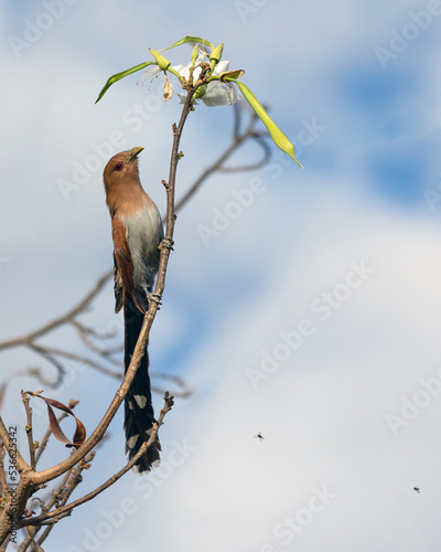 The Squirrel Cuckoo also knows Cat Soul or Cuckoo Ardilla eating insects. Species Piaya cayana. Animal world. Bird lover. Birdwatching. birding. photo