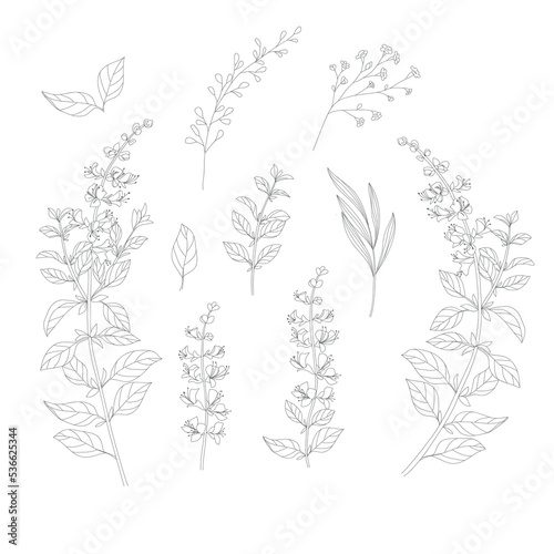 Botanical clip art. Lin artr vector wildflowers sketch. Line drawn leaves and branches