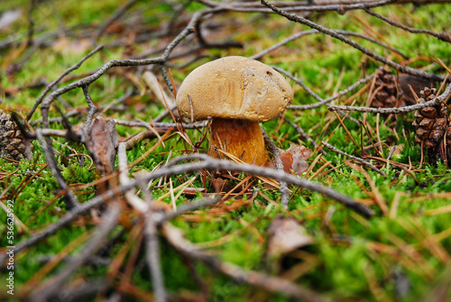The lurid bolete mushroom grows in the forest surrounded by moss. Suillellus luridus, Boletus luridus. Autumn photo