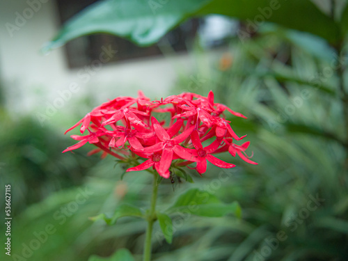 red flower isolated macro 