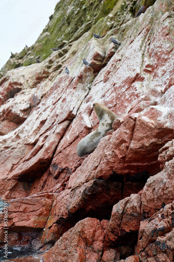 Obraz premium The Ballestas Islands are a group of islands near the city of Pisco, in Peru. They are made up of rock formations where an important marine fauna is found, with guano birds such as the guanay, the boo
