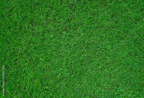 top view of green grass texture background for football field  golf or garden decoration. close up of natural green lawn texture background