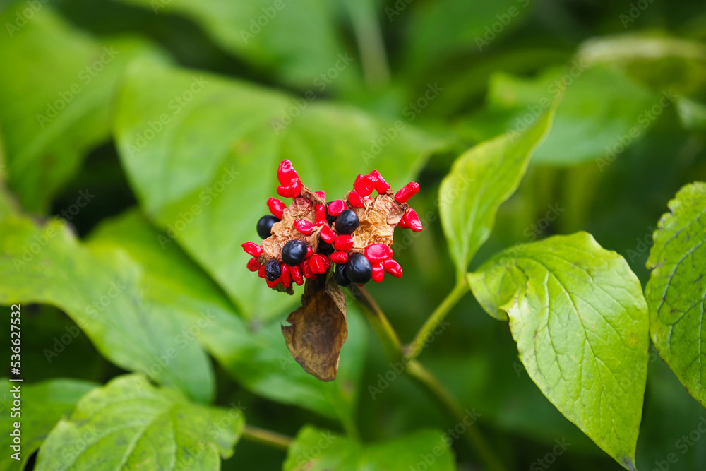 Berries of wild peony or Paeonia obovata. Reverse-oval peony Berries of wild peony or Paeonia obovata. Reverse-oval peony