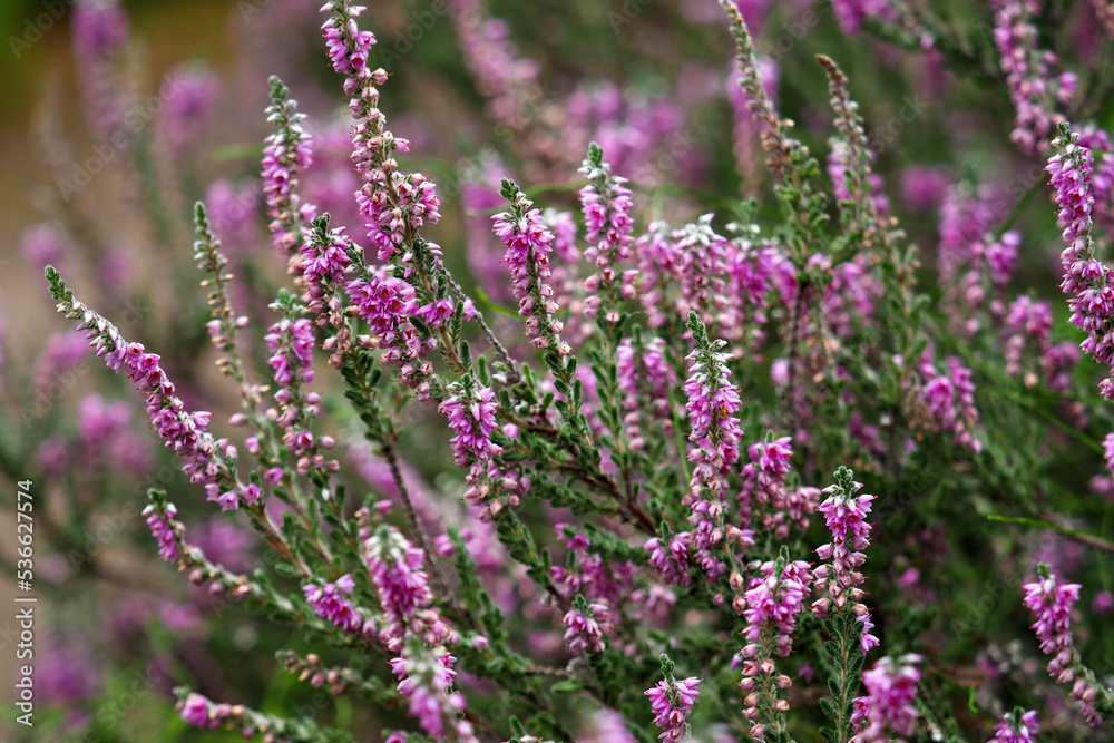 Calluna vulgaris or Ling, floral background. Pink heather flowers in meadow