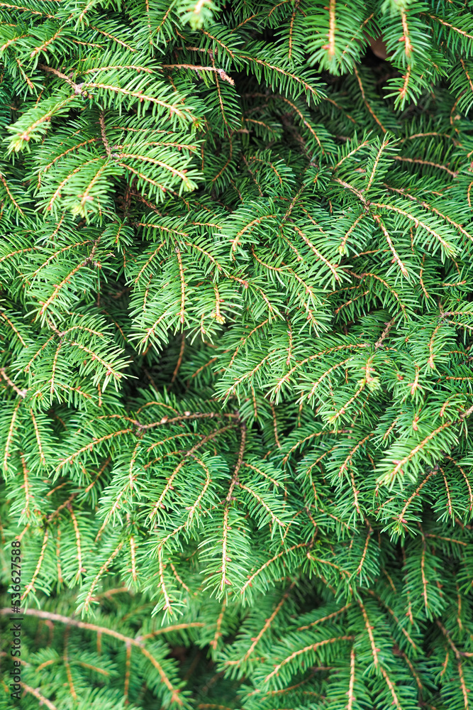 Christmas tree background. Green branches of spruce tree, background for christmas greeting or design. Christmas tree, Picea abies nidiformis