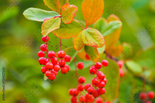 Berberis koreana or Korean barberry, red berries of barberry in autumn garden