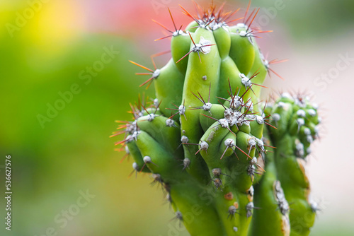 Cereus peruvianus monstrose cactus or Cactus Lilin. Tropical cactus cactaceae photo