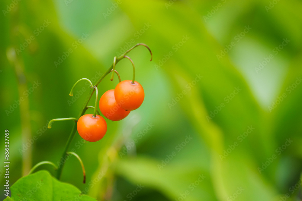 Poisonous berries. Orange berries of lily of the valley or Convallaria majalis