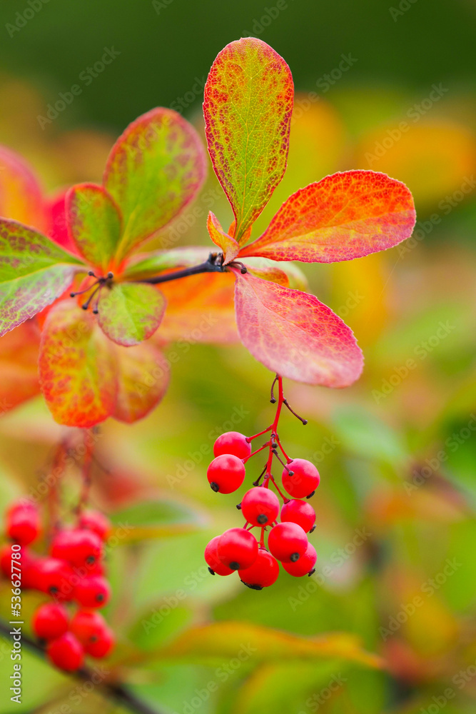 Red berries of barberry in autumn garden. Berberis koreana or Korean barberry Red berries of barberry in autumn garden. Berberis koreana or Korean barberry
