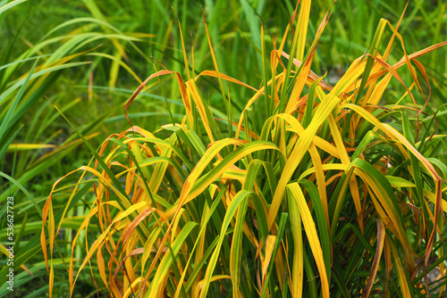 Miscanthus in autumn garden. Green and yellow ribbon grass, ornamental decoration plants