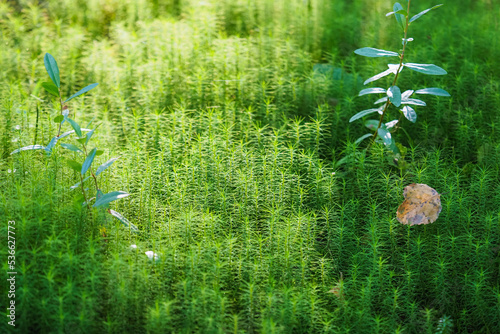 Polytrichum commune or common haircap in swamp, great golden maidenhair, great goldilocks, haircap moss in sunlight photo