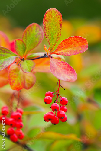 Red berries of barberry in autumn garden. Berberis koreana or Korean barberry