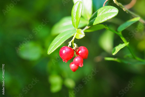 Ripe and fresh lingonberry in the forest, sunlight. Lingonberry Fireballs or Vaccinium vitis-idaea